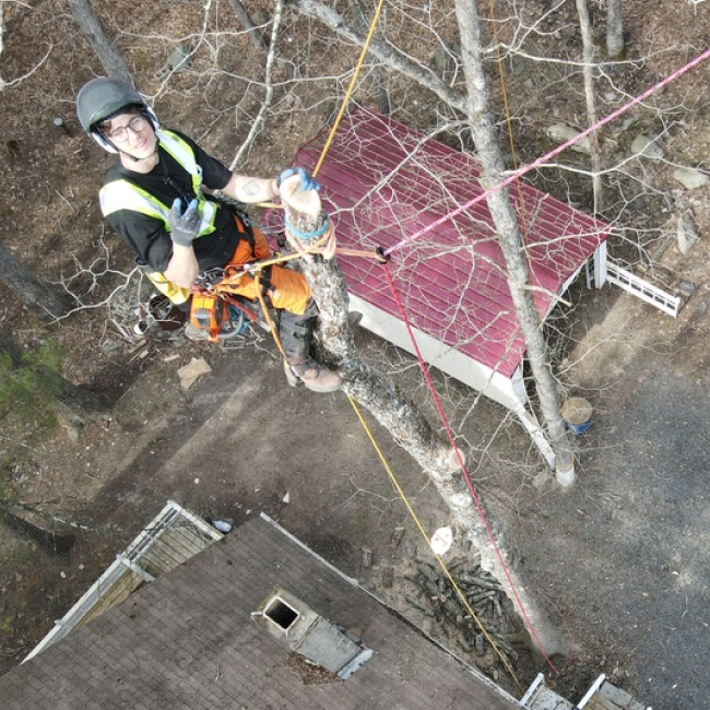 arborist hitched high up on a tree