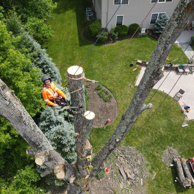 arborist hitched on a tree being sawed off
