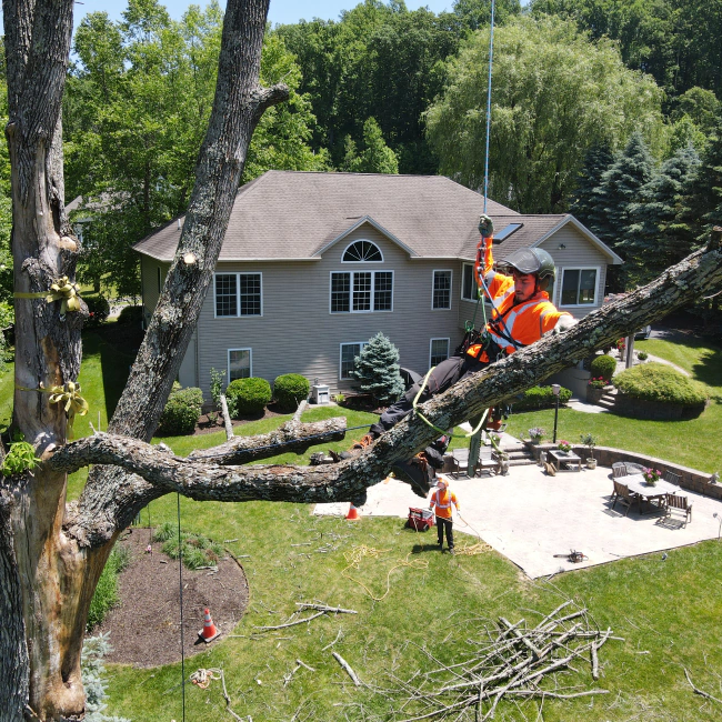 arborist scaling a tree