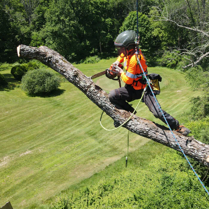 arborist doing a tree removal east stroudsburg pa